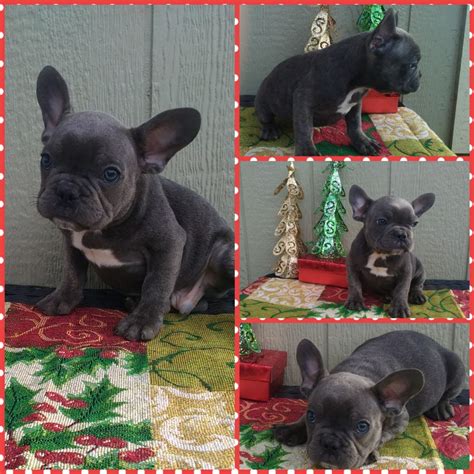 Browse photos and descriptions of 1000 of indiana french bulldog puppies of many breeds available right now! French Bulldog Puppies Sale | Bay City, TX #3546 | Hoobly.US