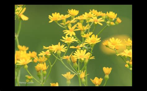 Yellow Wildflowers In Texas Yellow Wildflowers Yellow Flowers Wild