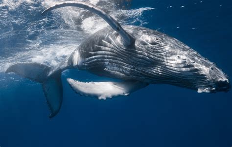Wallpaper Sea The Ocean Kit Under Water Humpback Whale