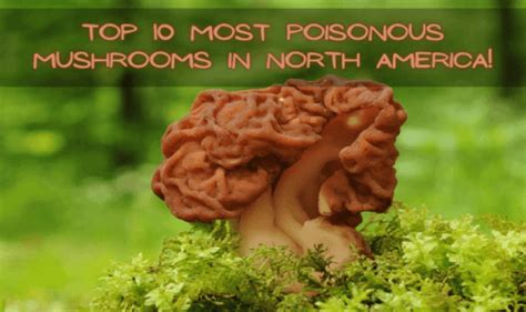 The 10 Most Poisonous Mushrooms In North America