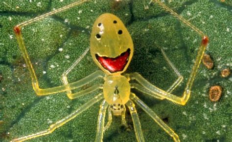 Oh Stop It Happy Face Spider Youre Making Me Blush Featured Creature