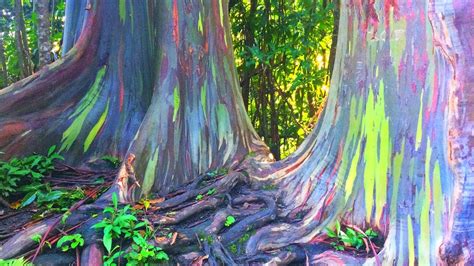 15 Most Unique Trees In The World Youtube