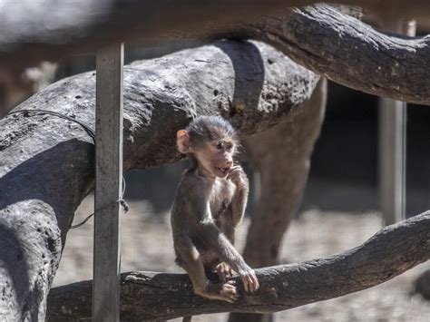 Darling Downs Zoo Welcomes Baby Baboon To Their Troop The Courier Mail