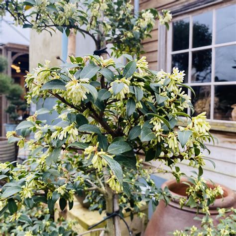 Osmanthus X Burkwoodii Architectural Plants