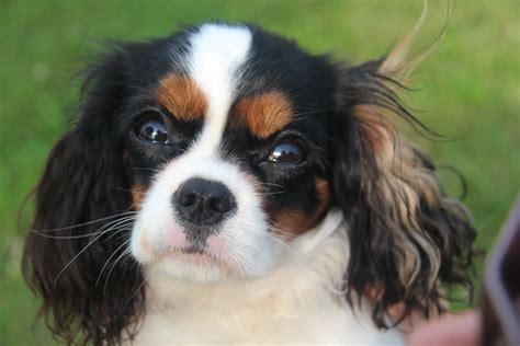 Tena Pearl 9 Months Old Tricolor Cavalier King Charles Spaniel