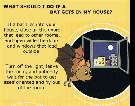 Bat In My House