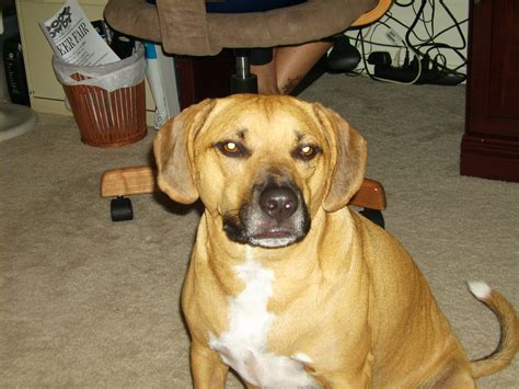 Black Mouth Cur Greatdogsite