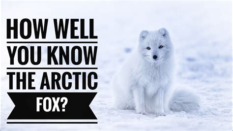 Arctic Fox Description Characteristics And Facts Youtube