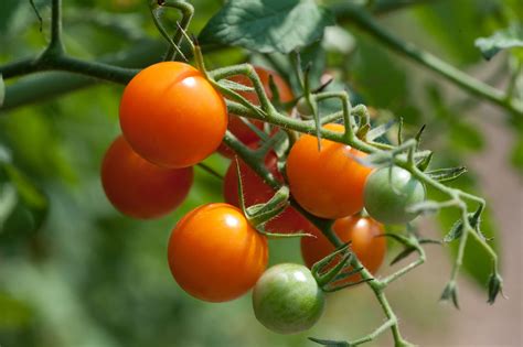 Growing Tomatoes in Pots | Growing tomatoes, Tomato, Growing tomatoes in containers