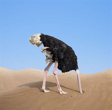 Or Not Ostriches Bury Their Heads In Sand
