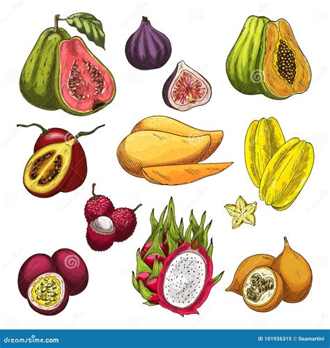 Exotic Fruit Tropical Farm Product Sketch Set Stock Vector
