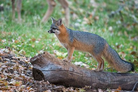 Southwestern Gray Fox Urocyon Cinereoargenteus Scottii Grey Fox