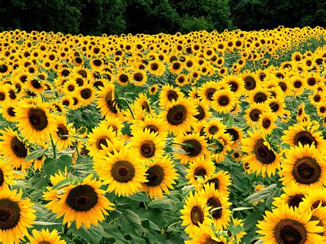 Field Of Sunflowers Wallpapers Hd Wallpapers Id 5677