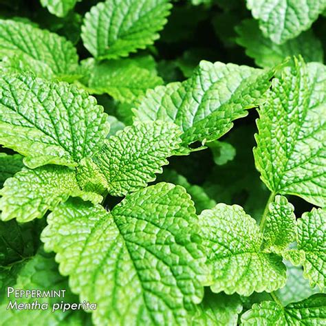 How to use it safely. 100% Pure Peppermint Essential Oil - Mentha x piperita ...