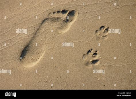 Mensch Und Hund Spuren Im Sand Stockfotografie Alamy