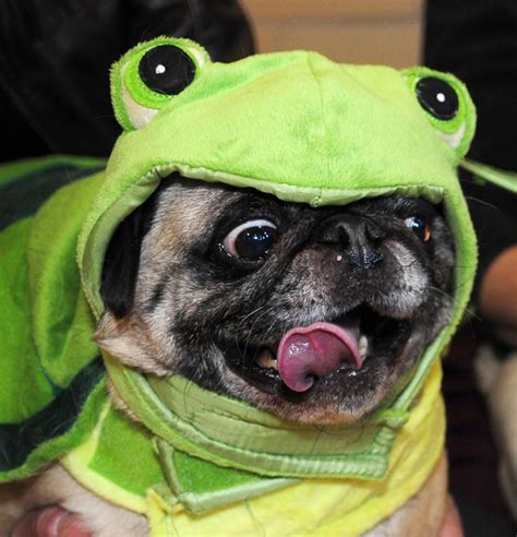 The 33 Cutest Funny Pug Pictures Of All Time
