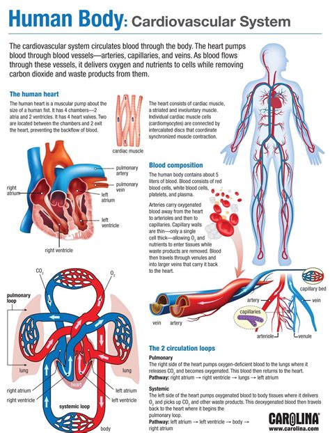 Human Body Cardiovascular System Carolina Biological Supply