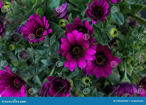 Purple African Daisy Close Up Stock Photo Image Of Violet Wildflower