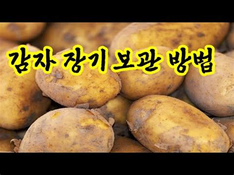 감자 장기 보관 방법 YouTube