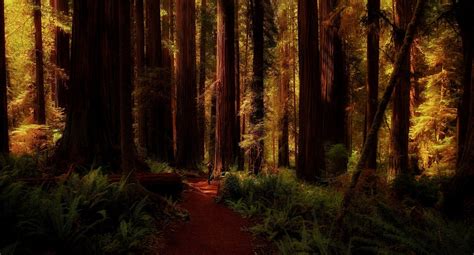 Nature Landscape Redwood Forest Ferns Trees Path California Shadow Wallpapers Hd