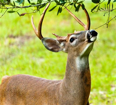 White Tailed Deer Gallery Firefall Photography