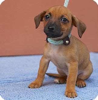High to low nearest first. Heinrich (chiweenie) | Adopted Puppy | Houston, TX ...