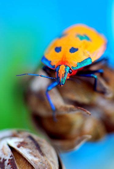 Bright Beetle By Renee Hubbard Fine Art Photography Weird Animals