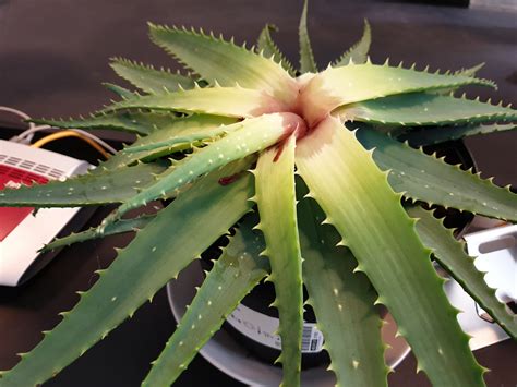 Aloe-Vera Pflanze blutet? Kann ich die retten? (Pflanzenpflege)