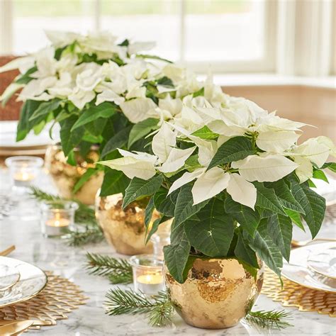 White Poinsettia Centerpiece Wedding
