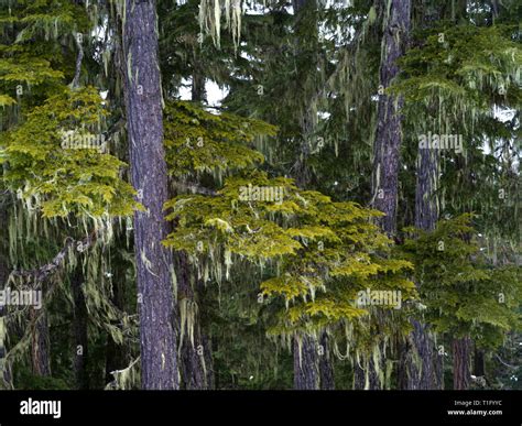 Pine Trees In Forest Whistler British Columbia Canada Stock Photo