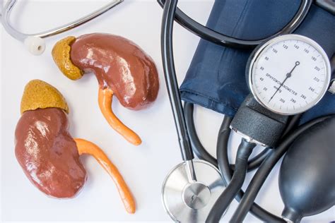 How Do The Kidneys Help Regulate Blood Pressure Turn To Be Healthy