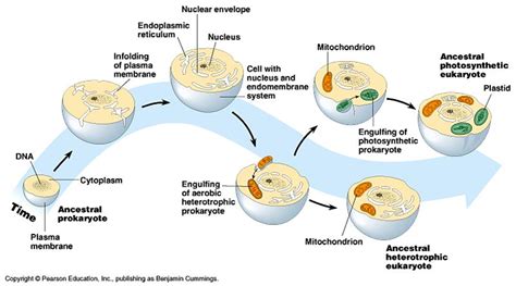 Ecología Y Evolución La Teoría Endosimbiótica
