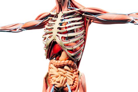 Premium Photo 3d Man Render Anatomy Showing Skeleton Muscular System
