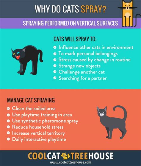 Both female and male cats spray — although unneutered males are. Why Is My Cat Spraying In Front Of Me - CatWalls