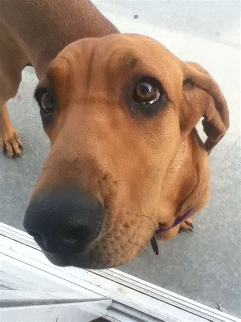 80 Best Redbone Coonhound Addy Images On Pinterest