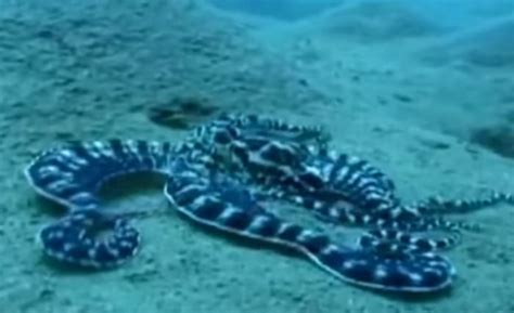 The Incredible Camouflage Skills Of The Mimic Octopus The Kid Should