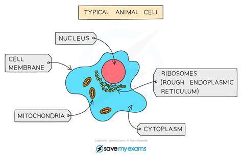 Animal Cells Explained Definition Functions And Diagram Save My Exams