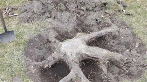 How To Remove A Tree Stump Without A Grinder 4 Top Tactics With Pics