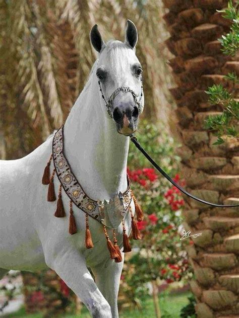 Pin By Jodi Day On Equine The Elegant Arabian Arabian Horse