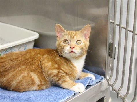 Adorable Orange Tabby Kittens Available For Adoption At The Medfield