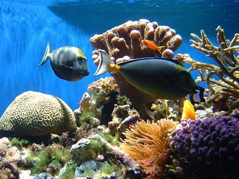 Coral Reefs and Mangroves: Plays a Vital Role in our Ecosystem: Why