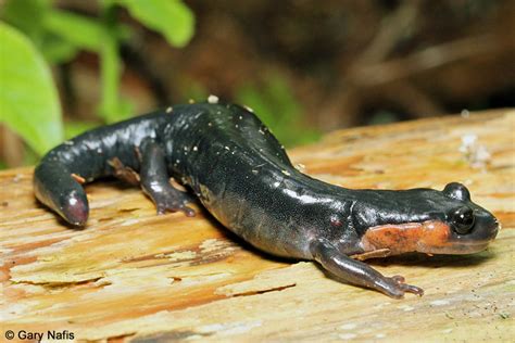 Salamander Behavior And Life History