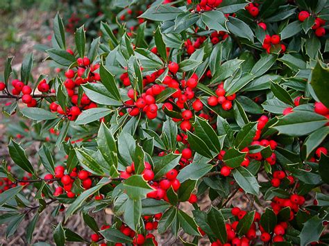 Foster Holly Trees For Sale Online The Tree Center
