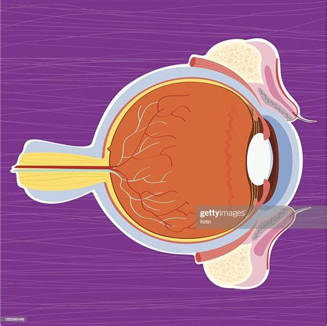 Hand Drawn Anatomy Of The Human Eye High Res Vector Graphic Getty Images