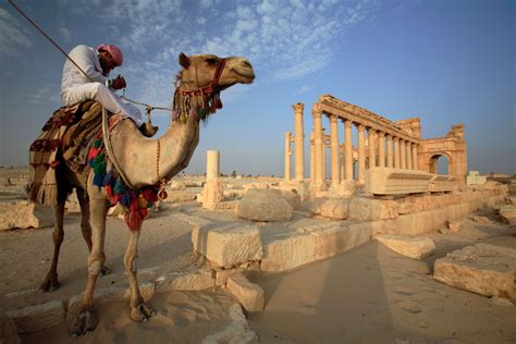 | meaning, pronunciation, translations and examples. Dromedary Camel (Camelus dromedarius)