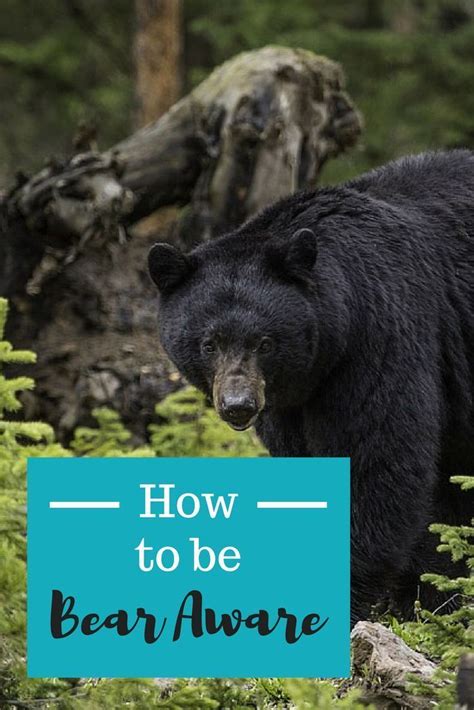 How To Be Bear Aware On Your Next Hiking Or Backpacking Trip And What