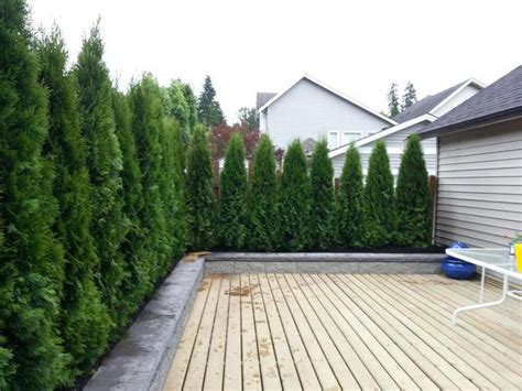 Emerald Cedar Hedges For Sale We Deliver And Install North Vancouver