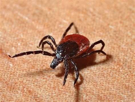What You Need To Know About Blacklegged Ticks And Lyme Diseaseoutdoor
