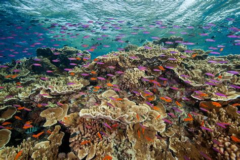 Great Barrier Reef Coral Bounces Back But Global Warming Still A Risk The Washington Post