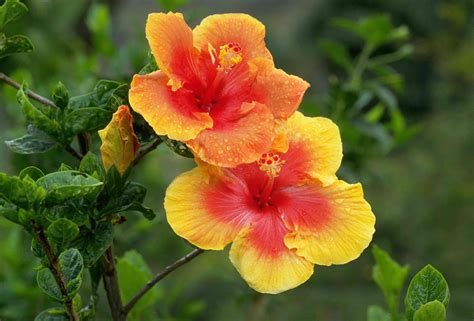 Tropical Hibiscus Plant Care And Growing Guide